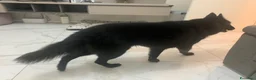 Pastore Belga cani in regalo: In regalo Pastore Belga, Sibilla, adulta  a Provincia di Piacenza - Annuncio 4