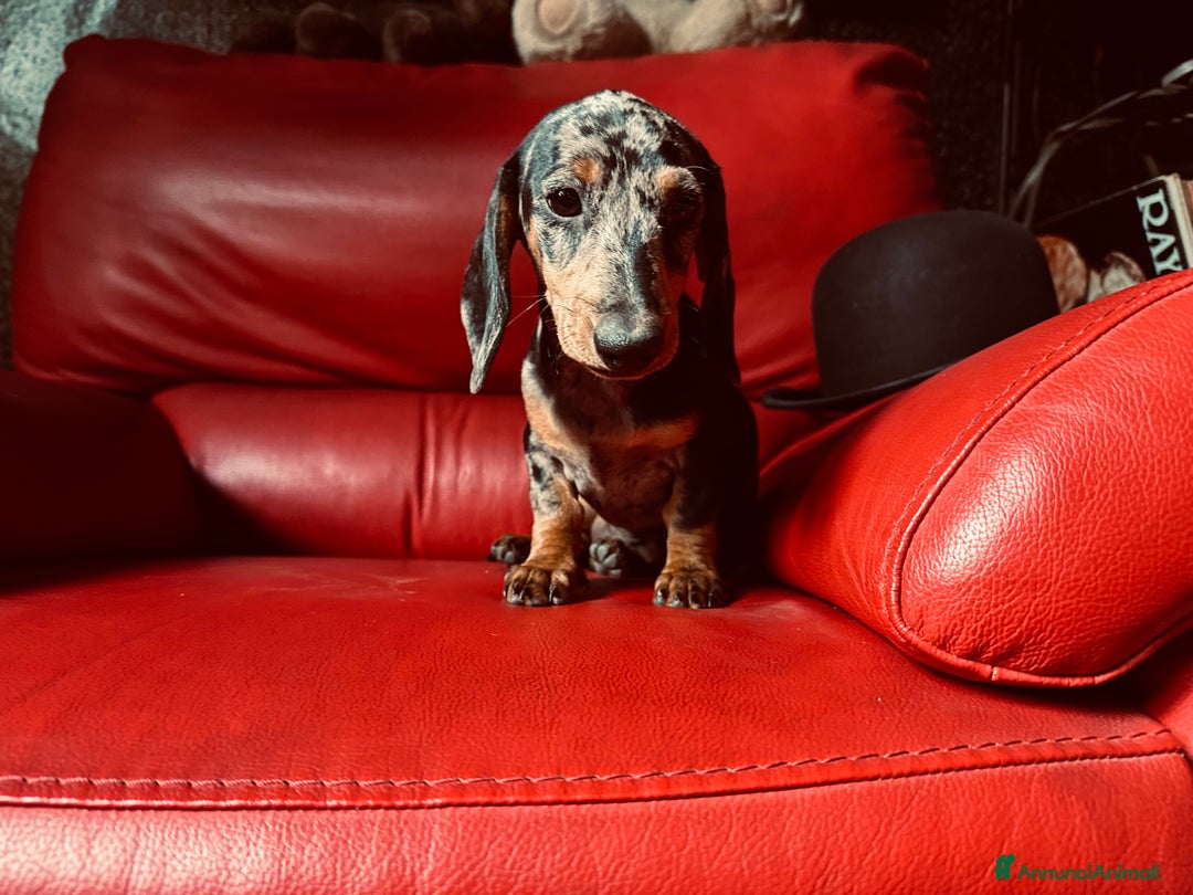 Bassotto cani in vendita: femina arlechino silver pedigree enci a Provincia di Asti - Immagine 6