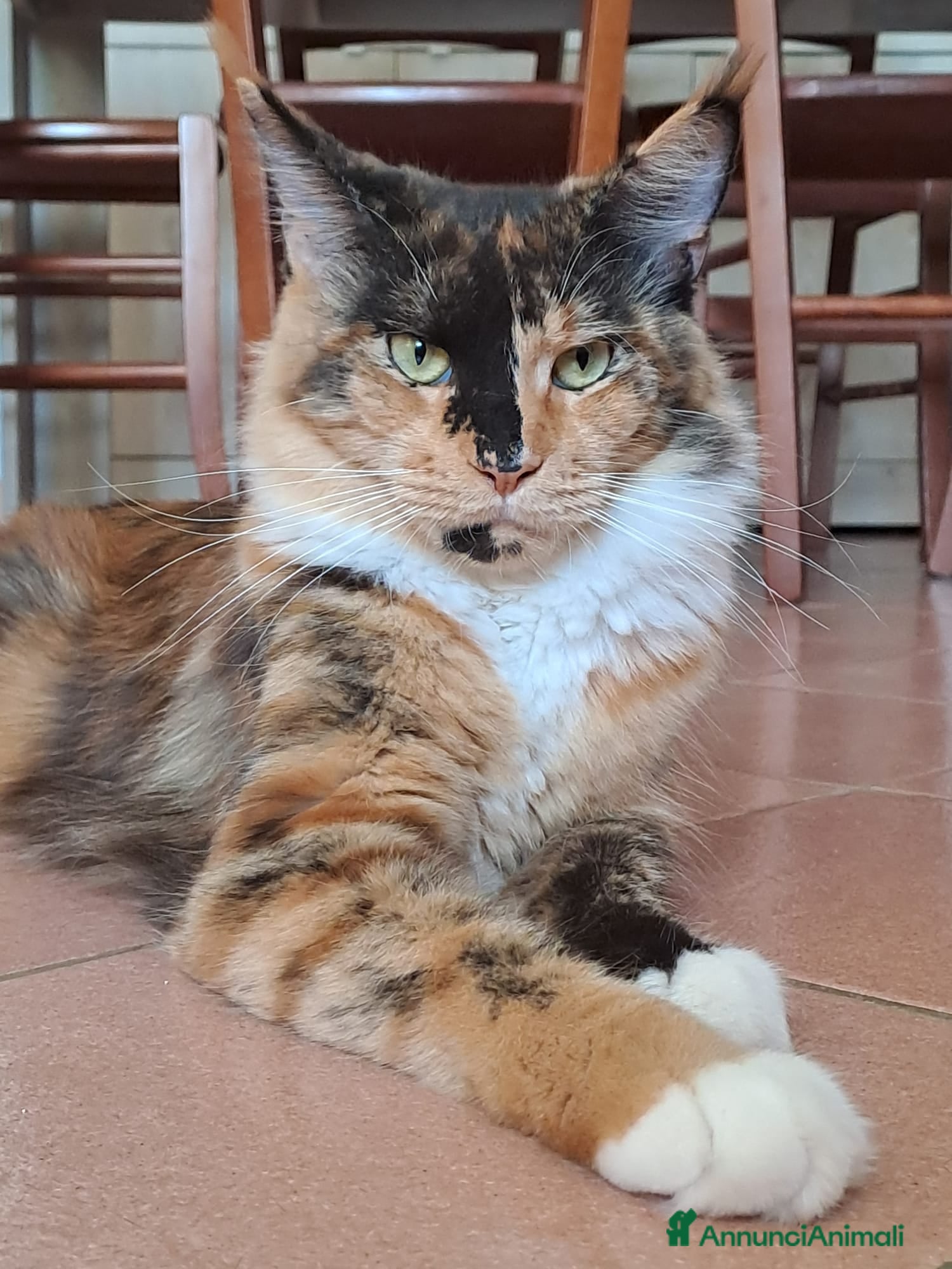 Maine Coon gatti Cucciolo Maine coon - Annuncio 10