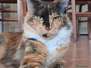 Maine Coon gatti Cucciolo Maine coon - Annuncio 10