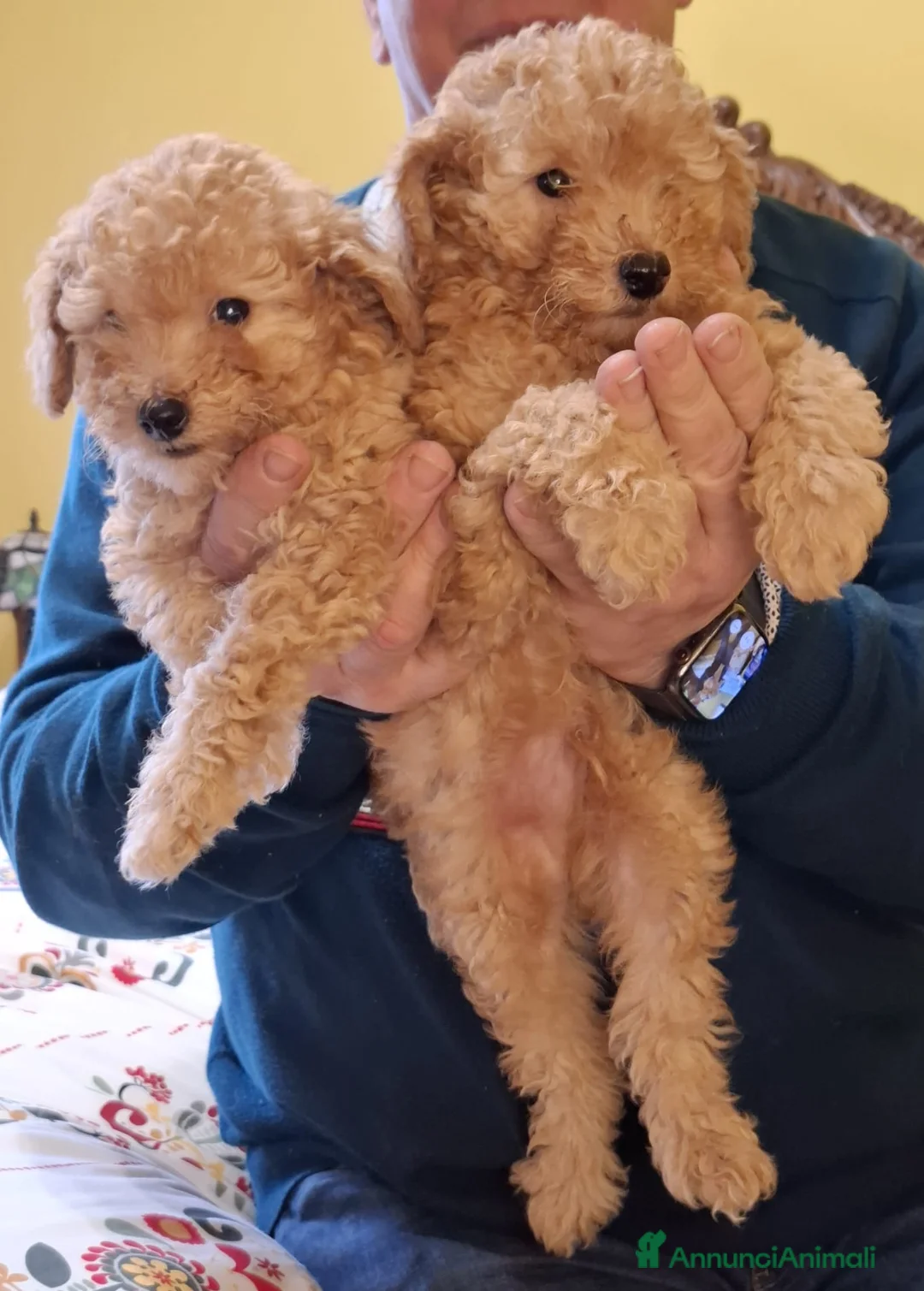 Barboncino Toy cani in vendita: barboncino toy red - Annuncio 5