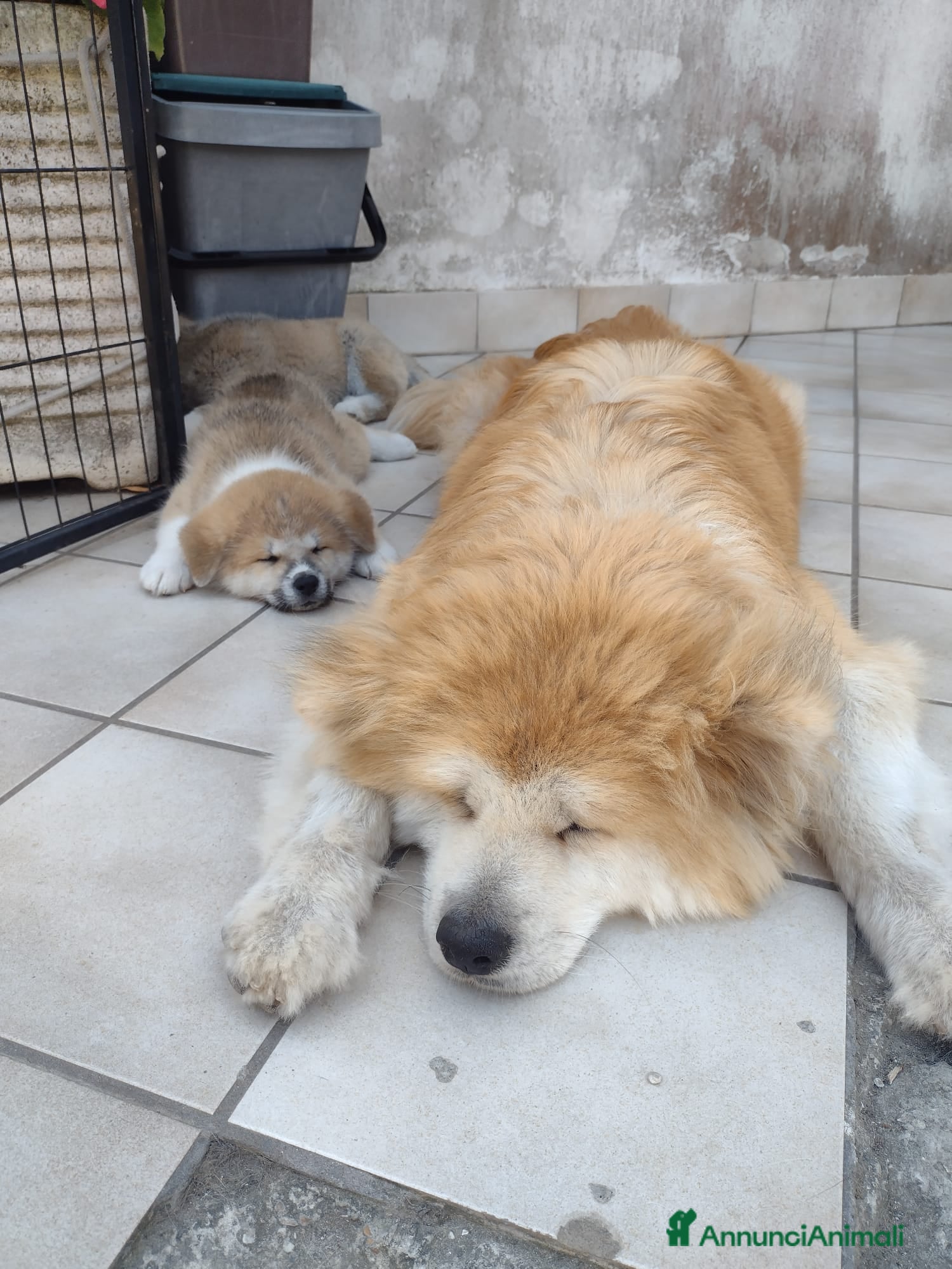 Akita Inu cani in vendita: Cuccioli di Akita giapponese  - Annuncio 1