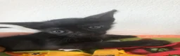 Meticcio gatti in regalo: GATTINI NERI DOLCISSIMI - Annuncio 6
