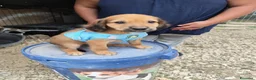 Meticcio cani in regalo: FIVE spettacolare cucciolo di 2 mesi ❤ - Annuncio 3