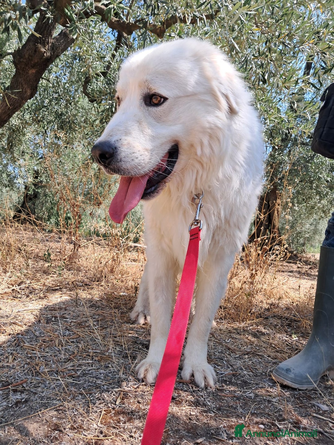 Meticcio cani in regalo: ORSETTO CERCA CASA  - Annuncio 3
