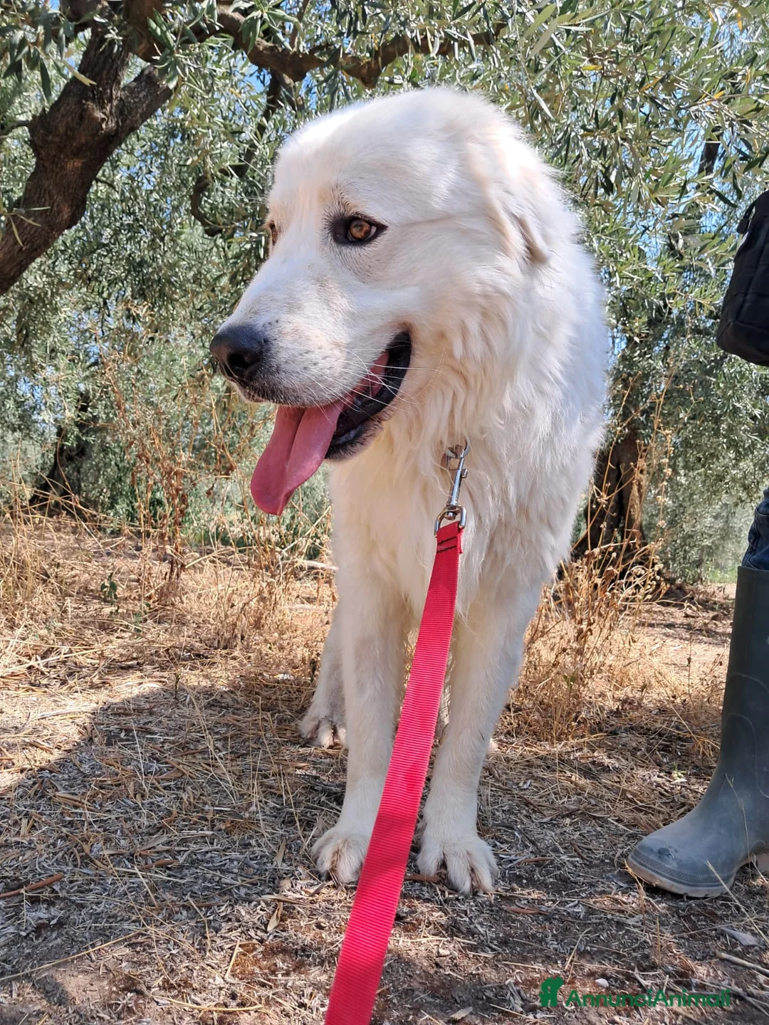 Meticcio cani in regalo: ORSETTO CERCA CASA  - Annuncio 3
