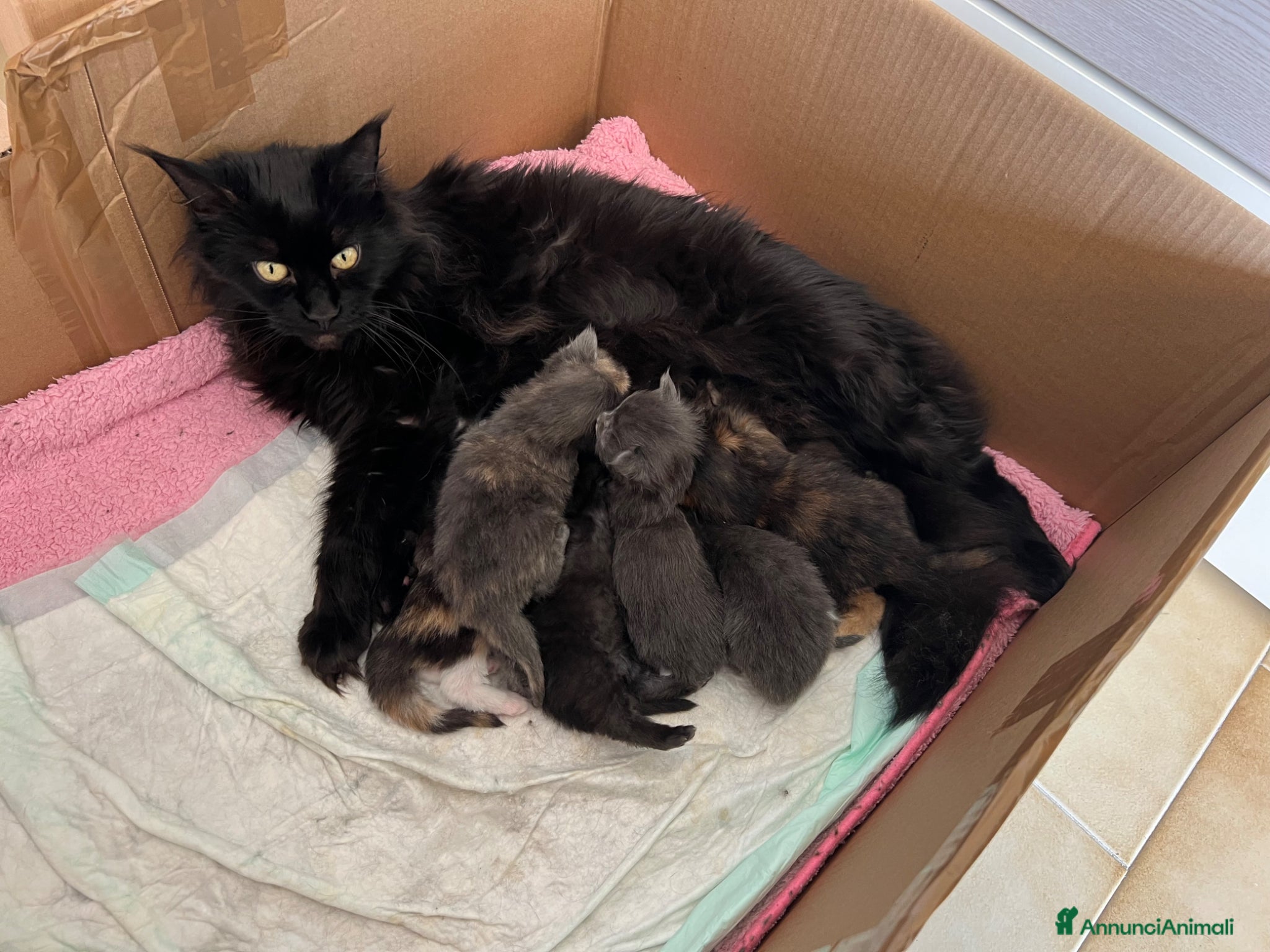 Maine Coon gatti Cuccioli maine coon nati 01/04/2026 con pedigree - Annuncio 18