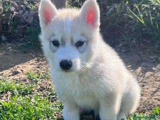 Husky cani Splendido cucciolo di Siberian Husky a Provincia di Cuneo - Annuncio 1