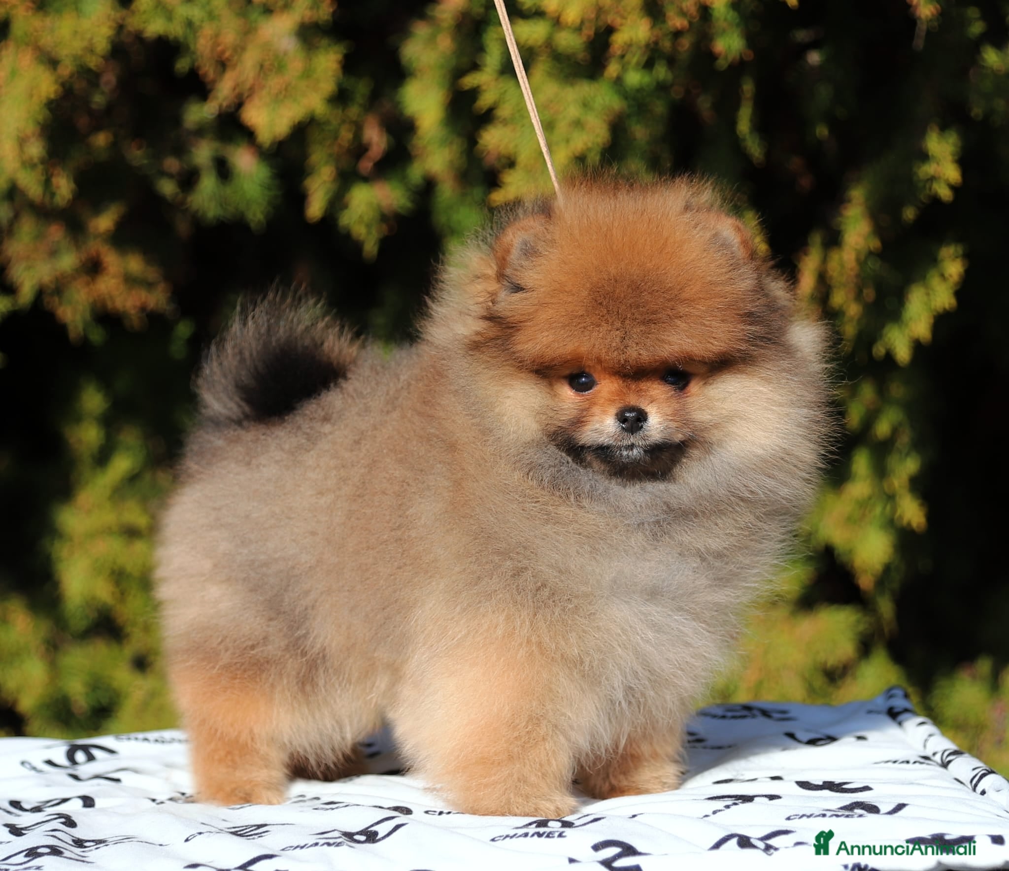 Spitz cani Spitz Nano Maschio Arancio  - Annuncio 1