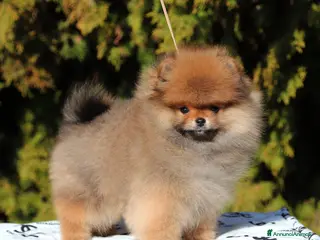 Spitz cani Spitz Nano Maschio Arancio - Annuncio 1