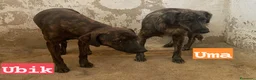 Meticcio cani in regalo: UMA e UBIK mamma e figlio - Annuncio 3