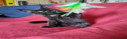 Maine Coon gatti in vendita: Gattina Maine Coon disponibile subito - Annuncio 7