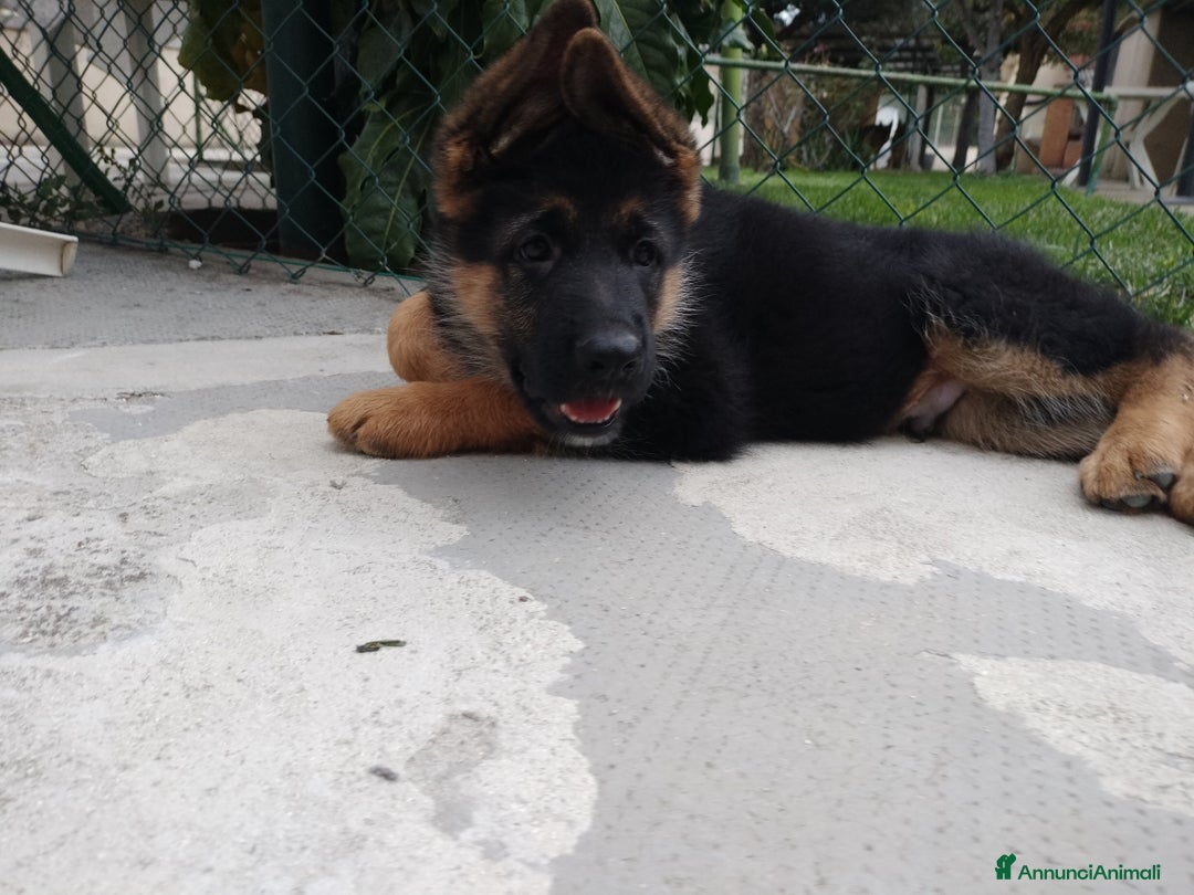 Pastore Tedesco cani in vendita: Disponibili 2 cuccioli di pastore tedesco  - Annuncio 5