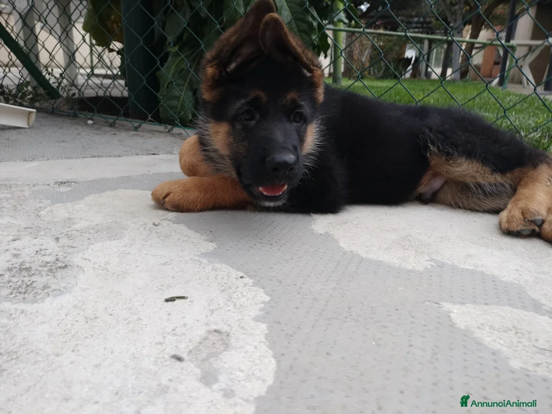 Pastore Tedesco cani in vendita: Disponibili 2 cuccioli di pastore tedesco  - Annuncio 5