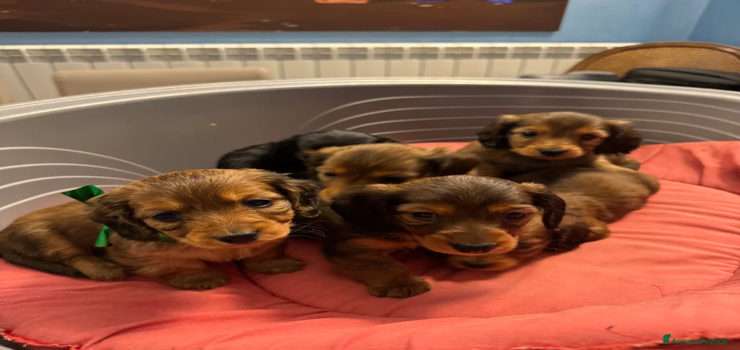 Immagine della galleria {{count}}