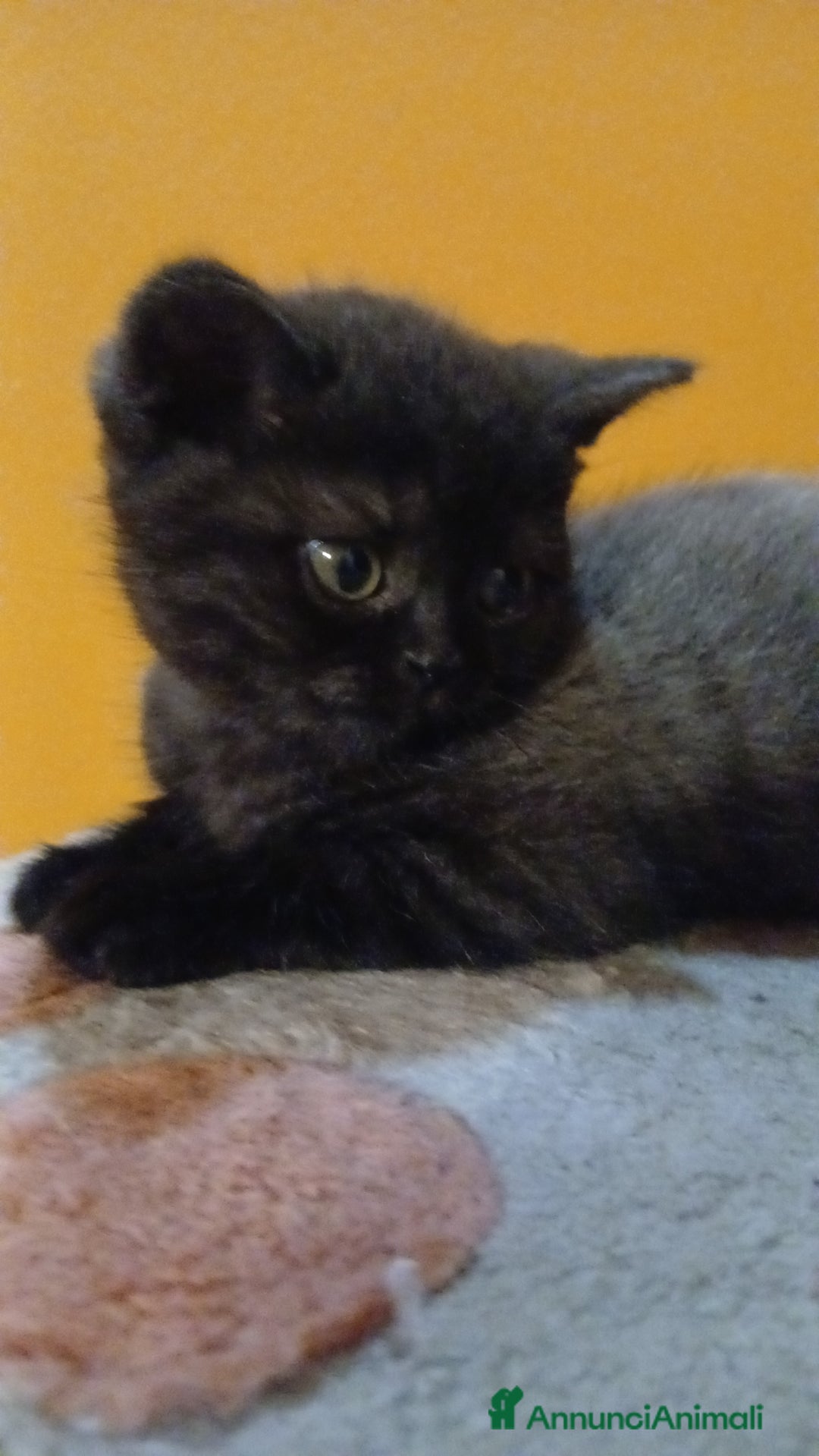 Scottish gatti in vendita: Cucciolo scottish straight  - Annuncio 7