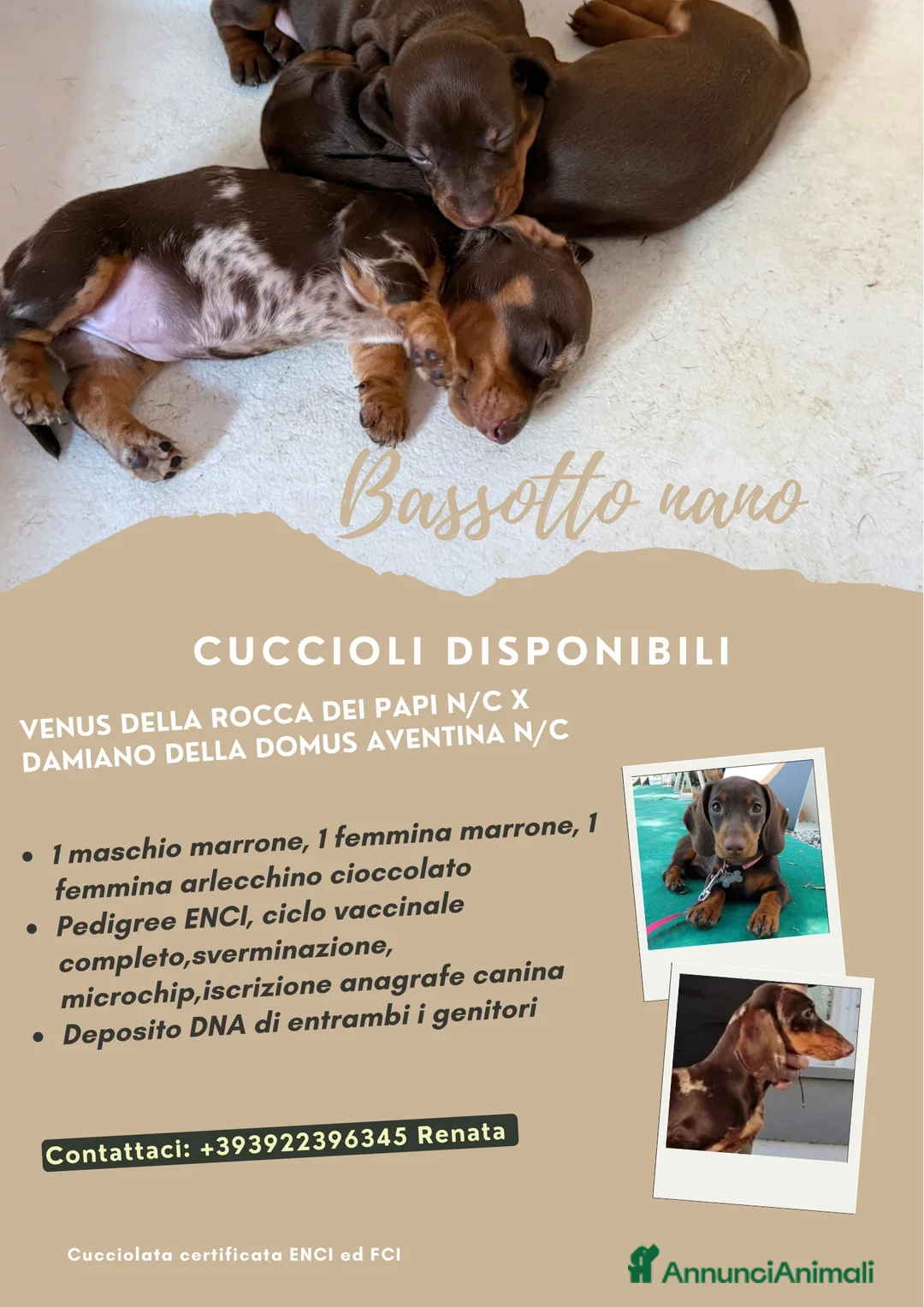 Bassotto cani in vendita: CUCCIOLI DI BASSOTTO NANO  - Annuncio 6