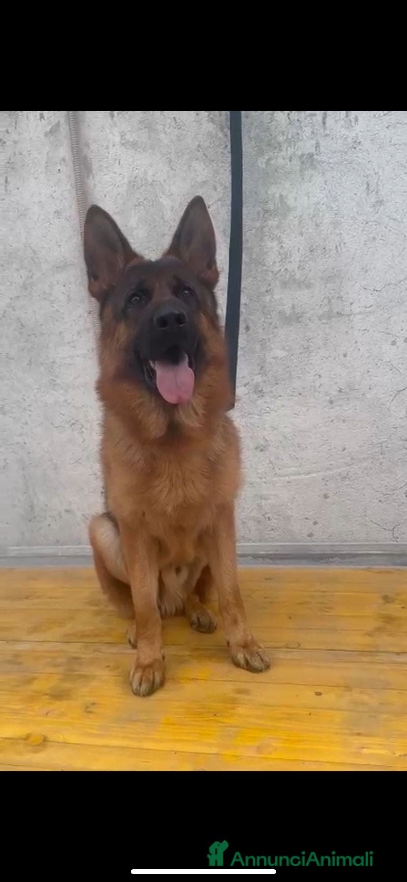Pastore Tedesco cani per accoppiamento: Monta figlio di quinto della valcu. inf 3405199831 a Città Metropolitana di Bari - Annuncio 3