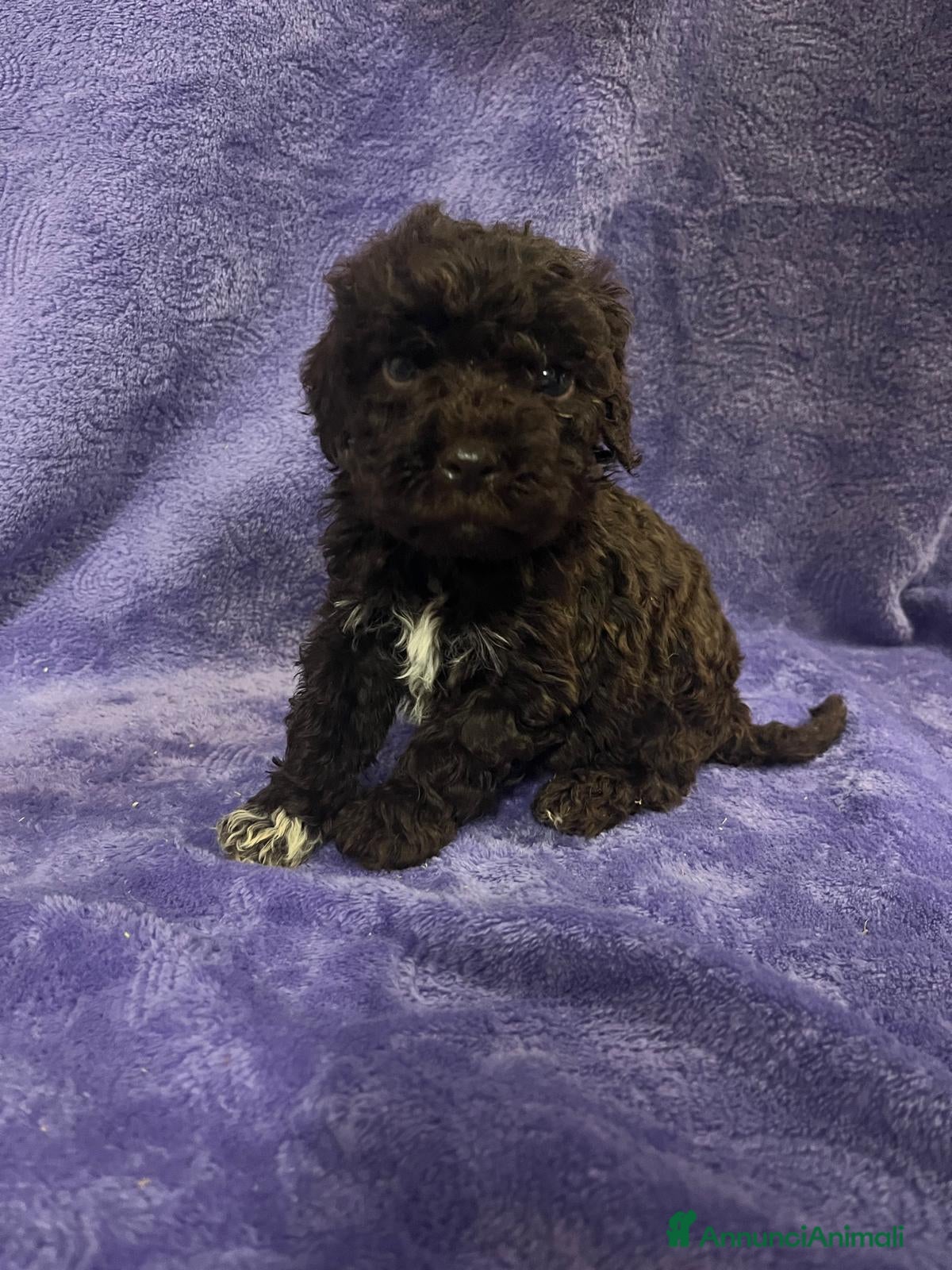 Lagotto cani Cuccioli di Lagotto Romagnolo con Pedigree  - Annuncio 2