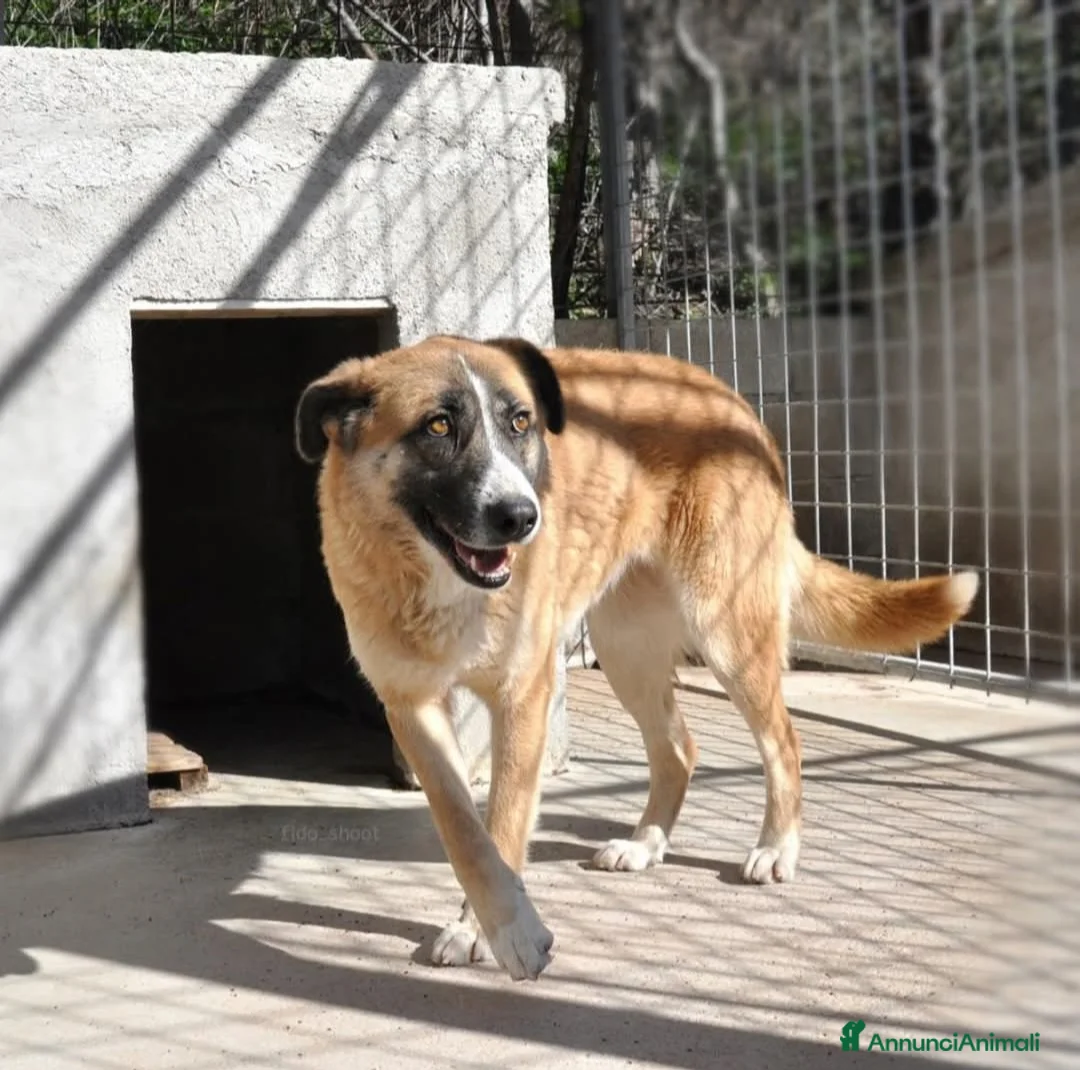 Meticcio cani in regalo: Ambra 4 anni Taglia grande  - Annuncio 7