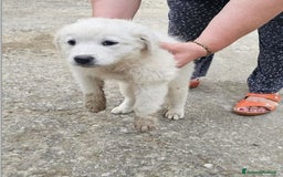 Meticcio cani in regalo: Laika & Brika, 65 giorni a Provincia di Bergamo - Immagine 6