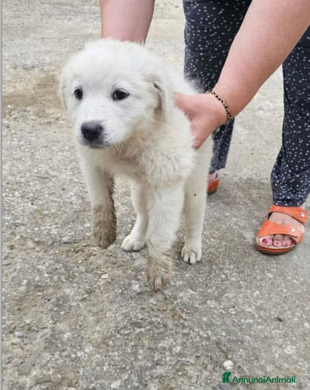Meticcio cani in regalo: Laika & Brika, 65 giorni a Provincia di Bergamo - Immagine 6