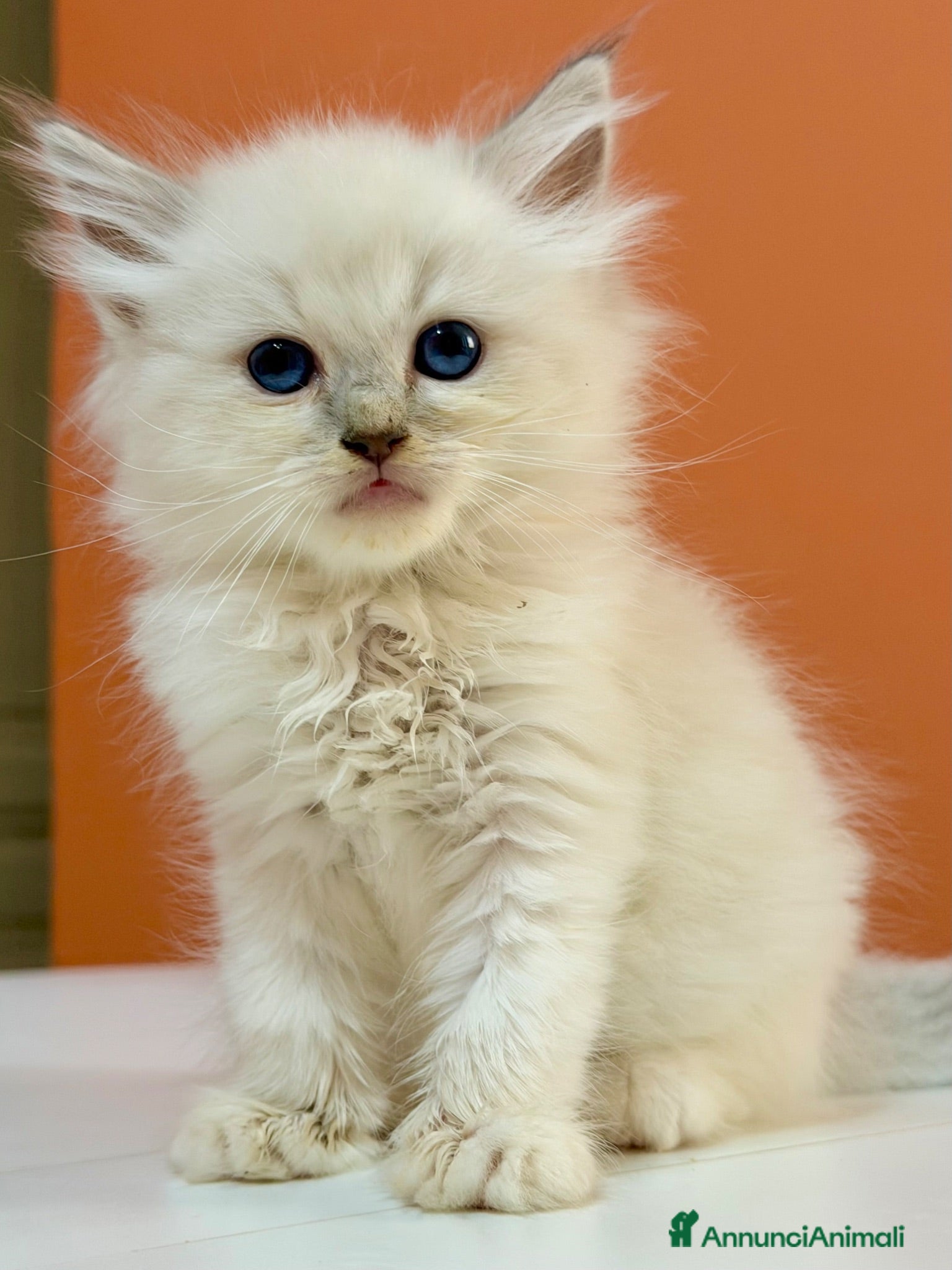 Ragdoll gatti cuccioli ragdoll disponibili - Annuncio 6