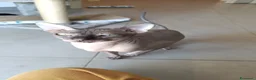 Sphynx gatti per accoppiamento: Ilaria  a Provincia della Spezia - Annuncio 2