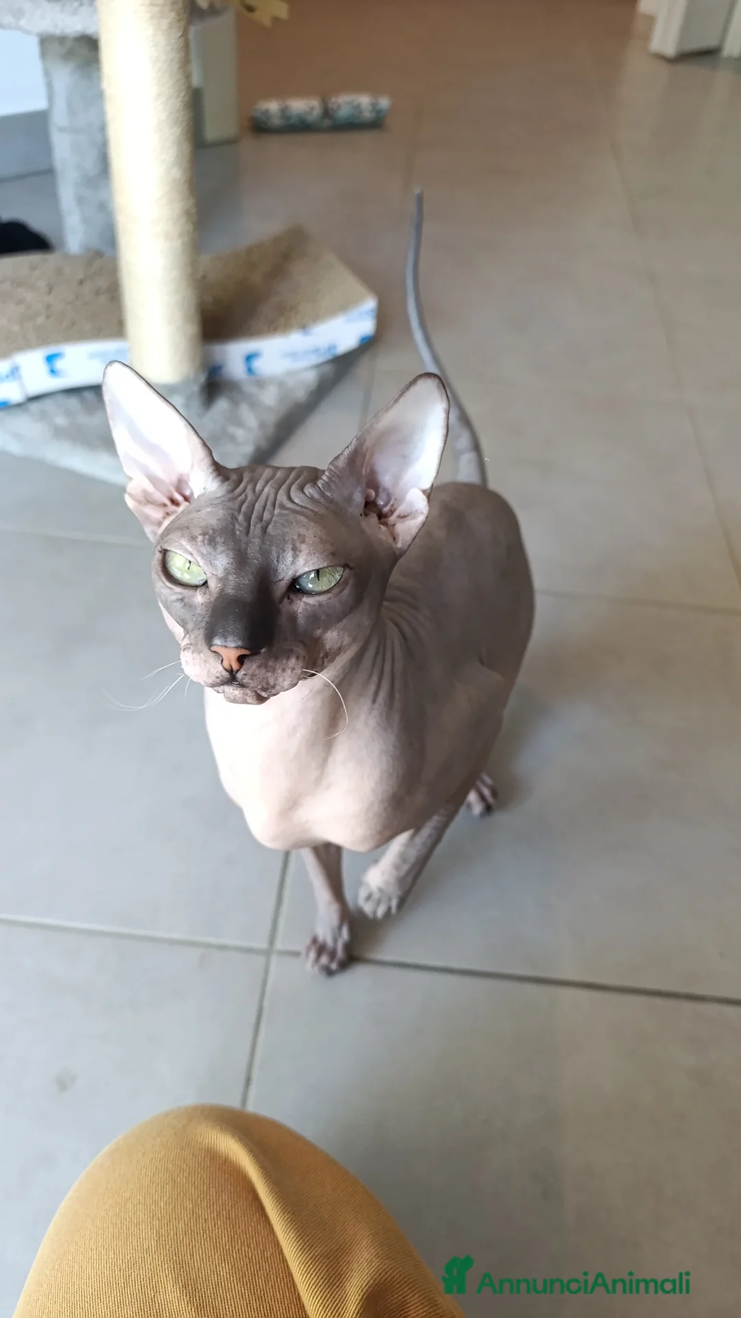 Sphynx gatti per accoppiamento: Ilaria  a Provincia della Spezia - Annuncio 2