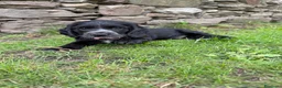 Cocker cani in vendita: Cuccioli di cocker  - Annuncio 6