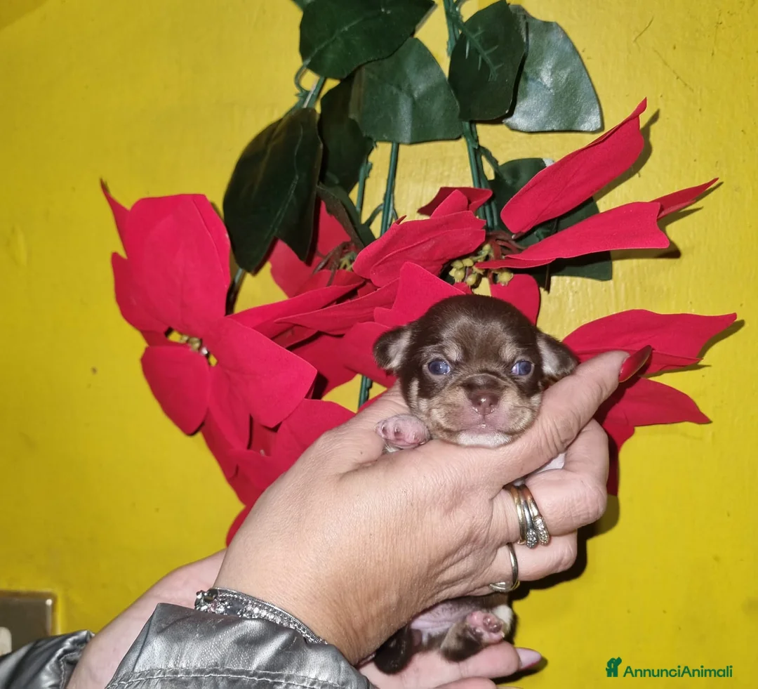 Chihuahua cani in vendita: Cuccioli di Chihuahua toy puri  - Annuncio 3