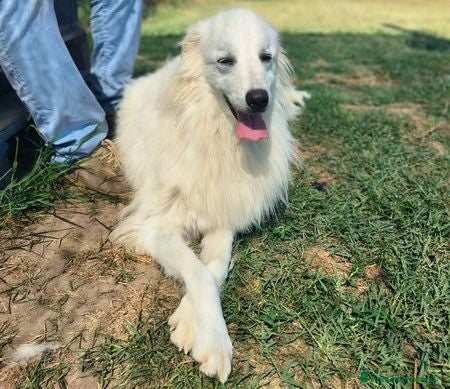 Meticcio cani Shira, elegante e fiera - Annuncio 38