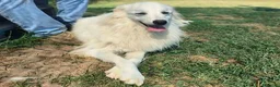 Meticcio cani in regalo: Shira, elegante e fiera - Annuncio 1