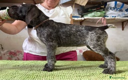 Drahthaar cani in vendita: Cuccioli di Drahthaar  a Provincia di Pordenone - Immagine 11