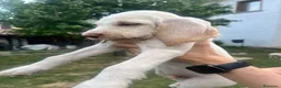 Spinone cani in vendita: cuccioli di spinone italiano bianco arancio  a Provincia del Verbano-Cusio-Ossola - Annuncio 4