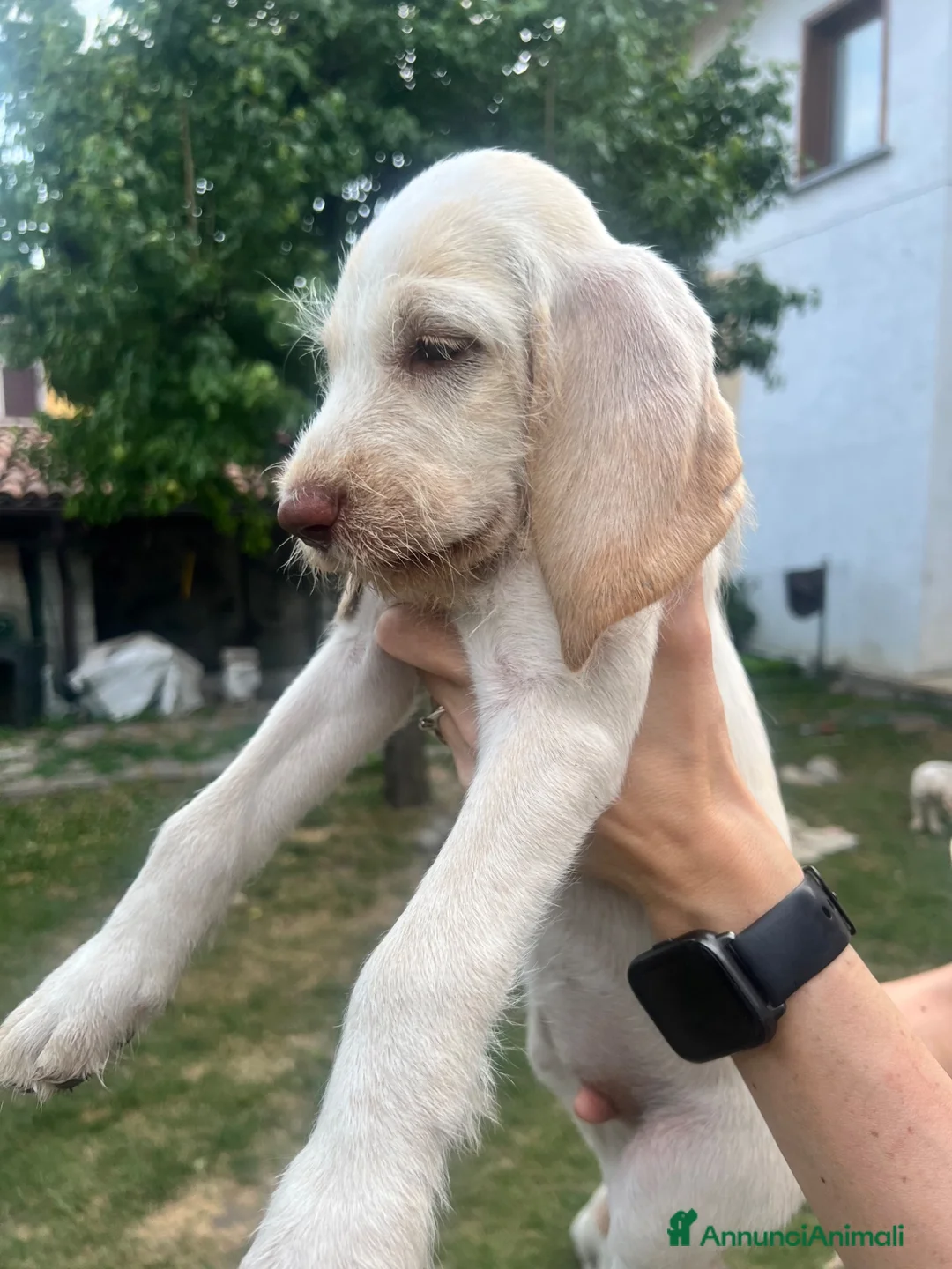 Spinone cani in vendita: cuccioli di spinone italiano bianco arancio  a Provincia del Verbano-Cusio-Ossola - Annuncio 4