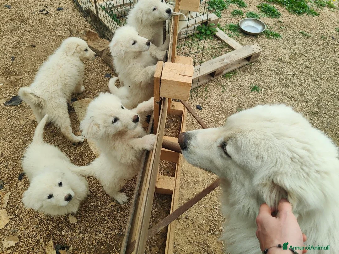 Pastore Maremmano cani in vendita: Cuccioli Pastore Maremmano -Vaccinati e Sverminati - Annuncio 2