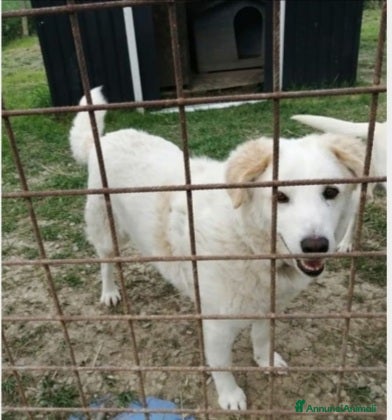 Meticcio cani Simba femmina splendida 5mesi SOS CASA CATANIA - Annuncio 2