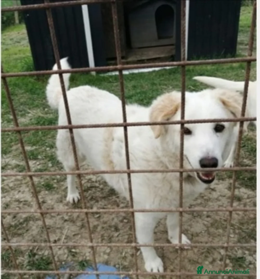 Meticcio cani in regalo: Simba femmina splendida 5mesi SOS CASA CATANIA - Annuncio 2