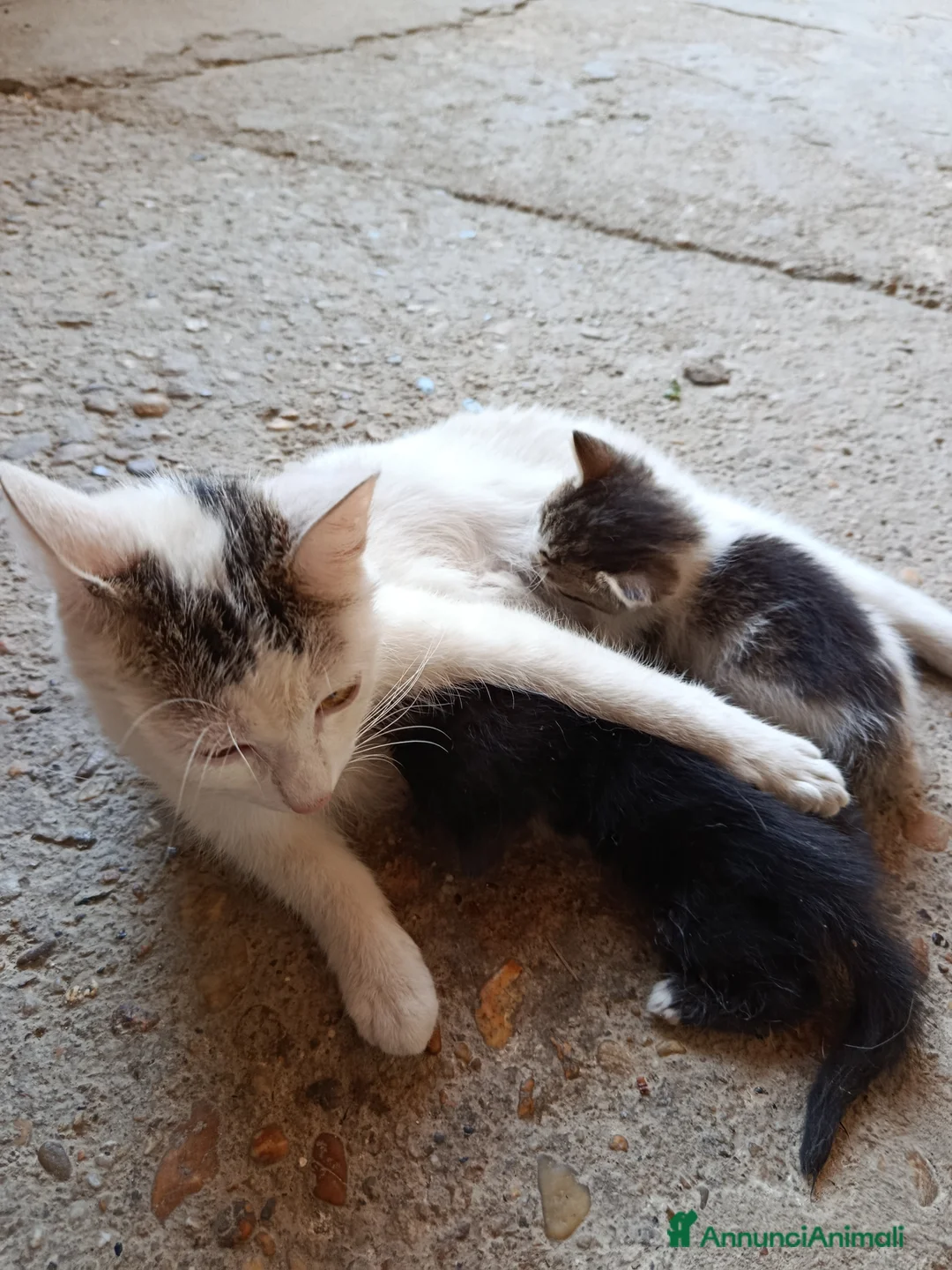 Meticcio gatti in regalo: gattini meticci a Città Metropolitana di Torino - Annuncio 2