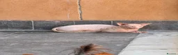 Sphynx gatti per accoppiamento: Milo cerca moglie !  - Annuncio 11