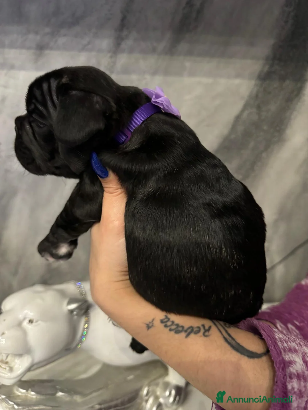 Bulldog Francese cani in vendita: Ultime 2 Bulldog Francesi  - Annuncio 7