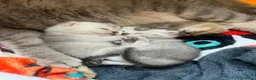 Scottish gatti in vendita: Gattini Scottish Straight - Annuncio 2