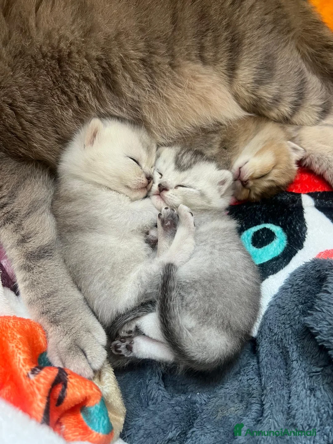 Scottish gatti in vendita: Gattini Scottish Straight - Annuncio 2