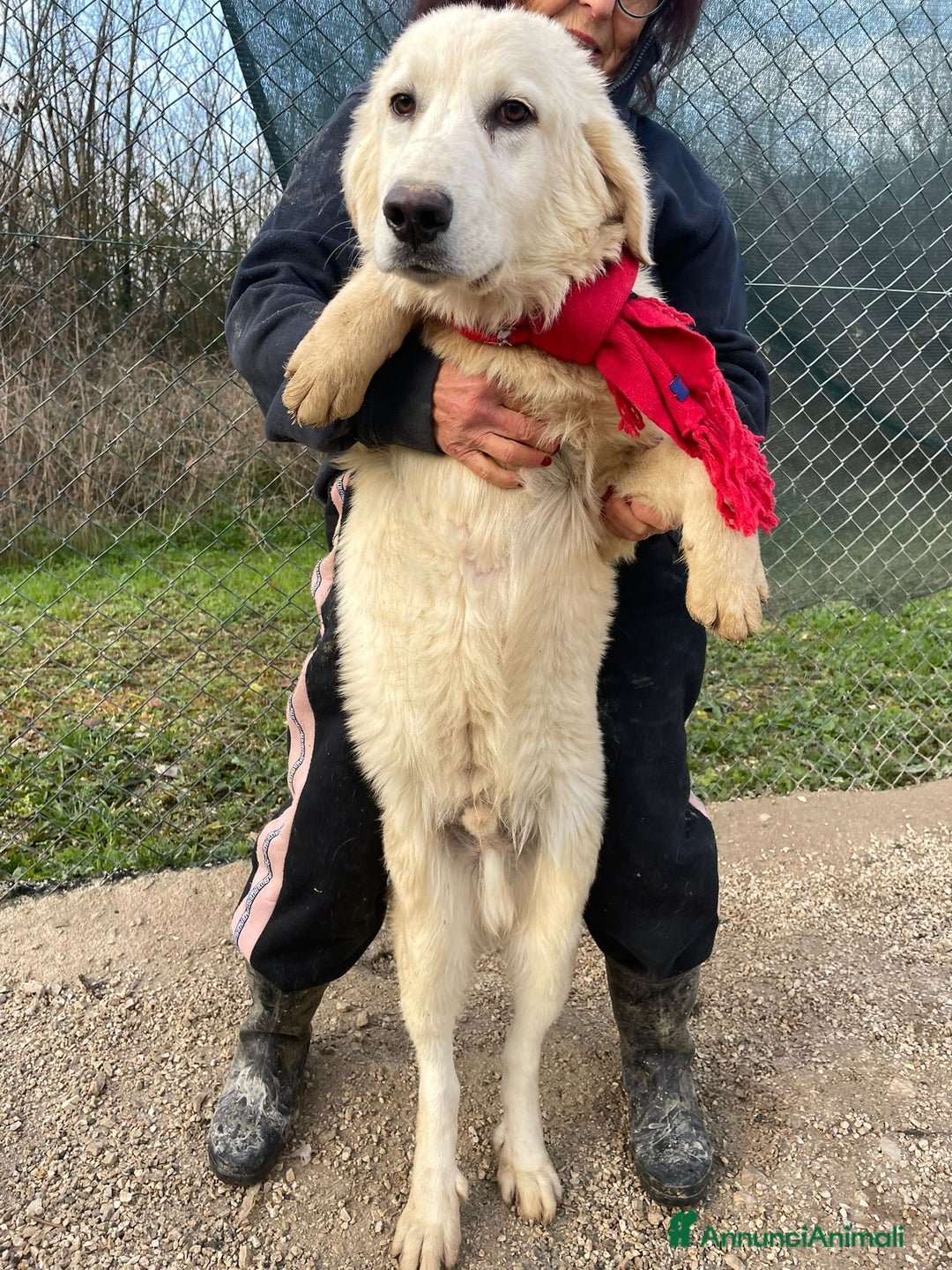 Meticcio cani in regalo: IL TENERISSIMO LUCKYY a Provincia di Prato - Annuncio 6