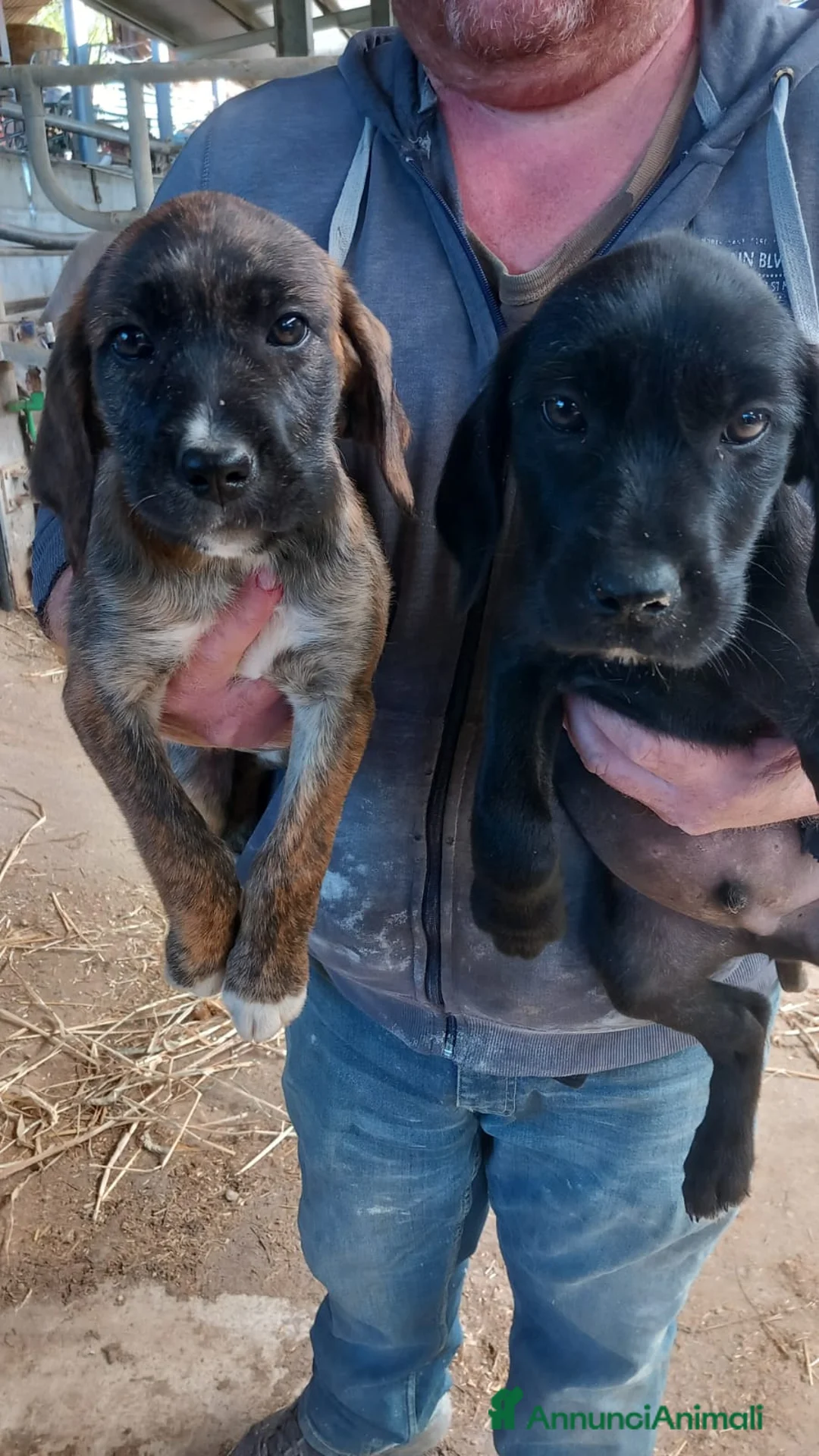 Altre razze cani in regalo: Regalo cuccioli di Segugio Maremmano/Corso - Annuncio 5