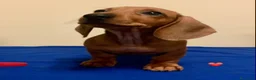 Bassotto cani in vendita: CUCCIOLI BASSOTTO STANDARD PELO CORTO  - Annuncio 5