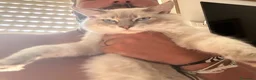 Ragdoll gatti in vendita: Cuccioli ragdoll 5 mesi disponibili  - Annuncio 3