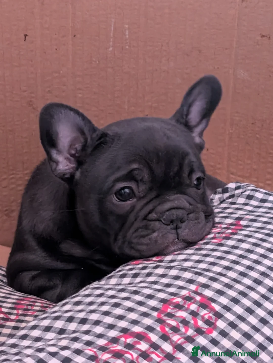 Bulldog Francese cani in vendita: Ted cerca casa  - Annuncio 1