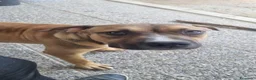 Pitbull cani in regalo: american pitbull terrier ukc - Annuncio 4